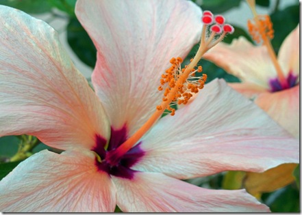 florida hibiscus