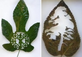 A Leaf Becomes Art in Spain