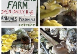 Meatless Monday and the Mushroom Guy
