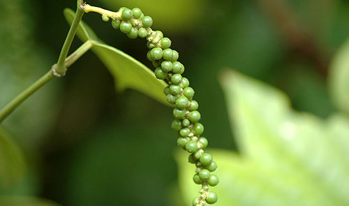 Green peppercorns in their natural habitat in India.