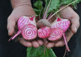Meatless Monday and the Candy Stripe Beet