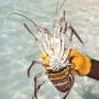 pineal island fresh seafood langoustine lobster