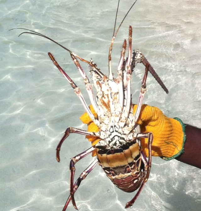 pineal island fresh seafood langoustine lobster