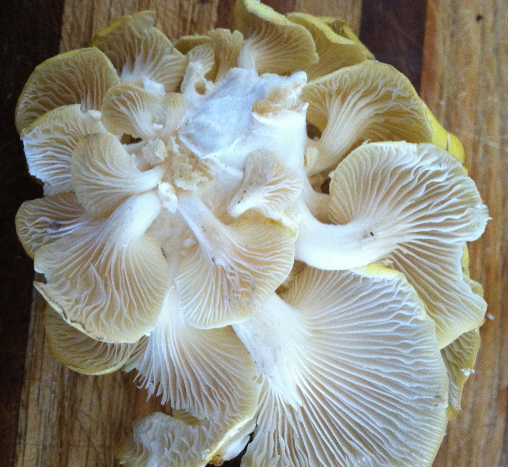 mushrooms-meatless-monday