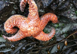 Sea Star Wasting Syndrome