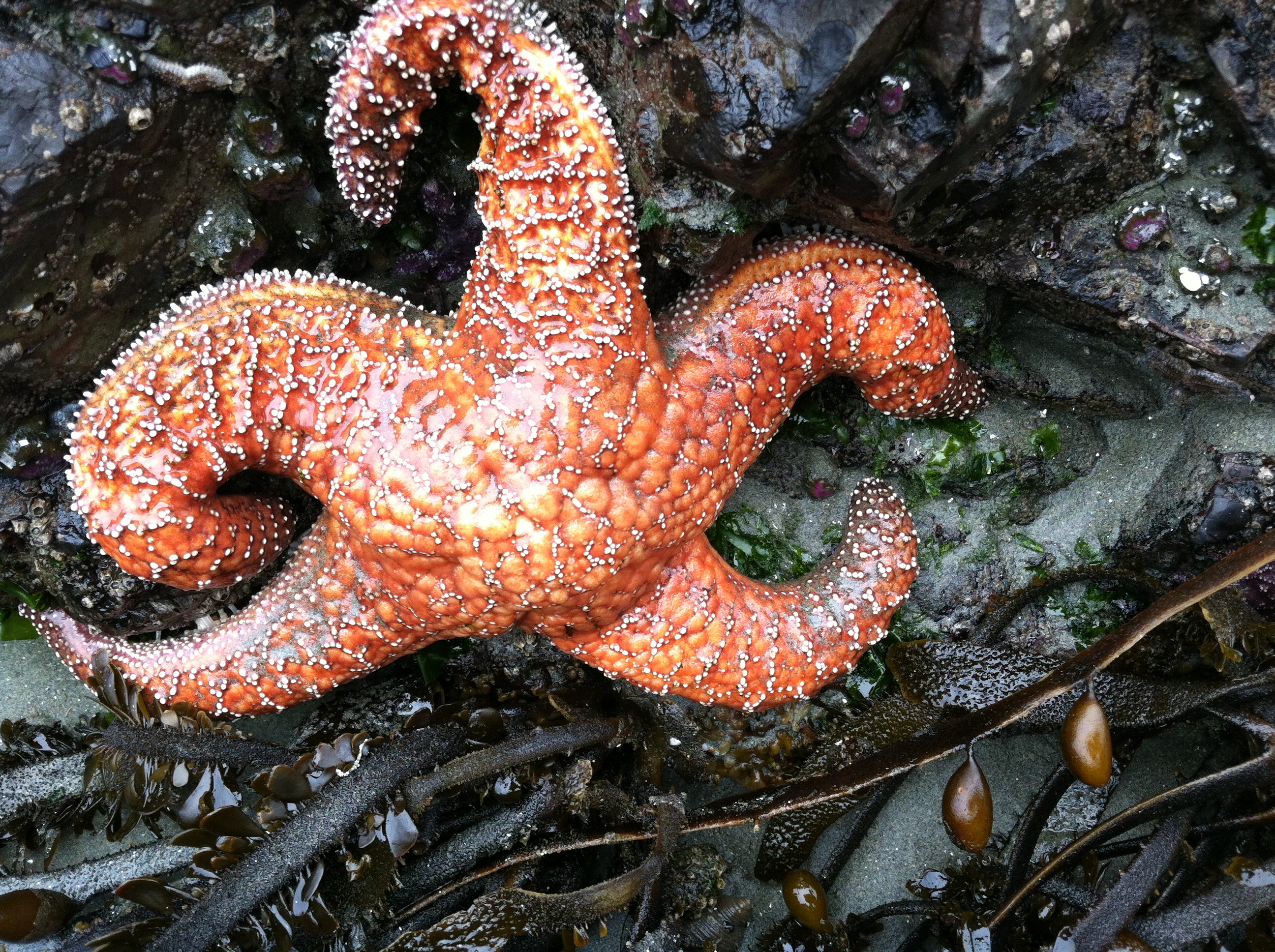 tofino starfish vancouver island british columbia