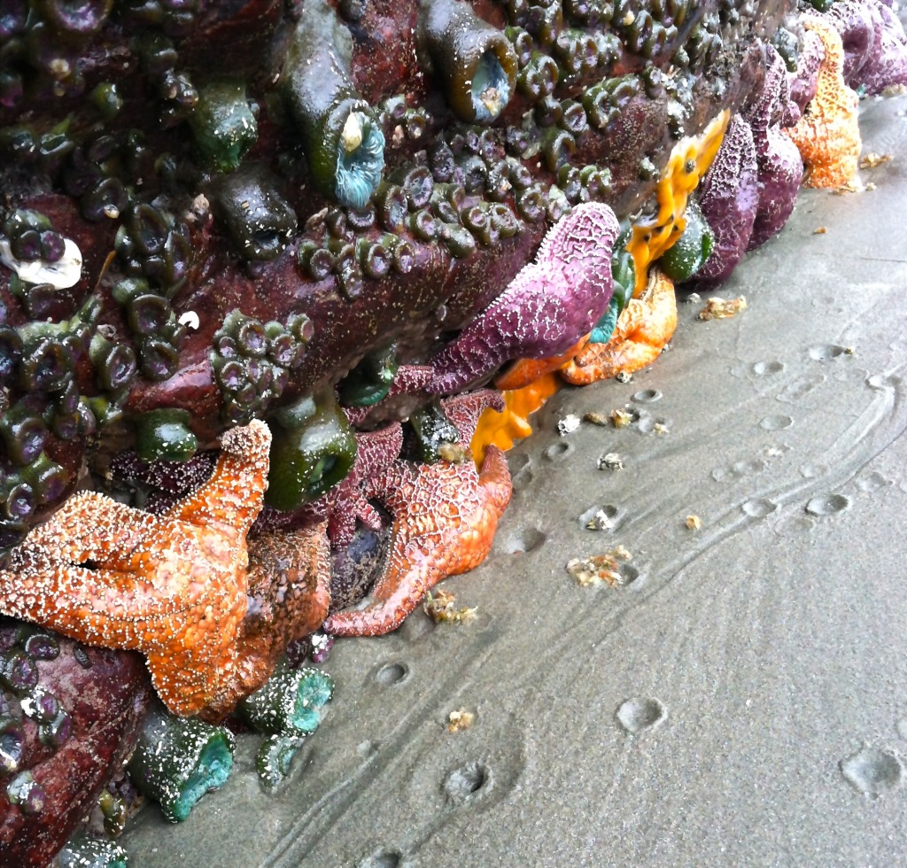 sea star wasting syndrome british columbia