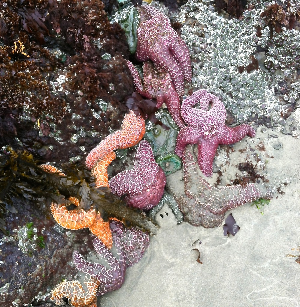 starfish tofino canada vancouver island