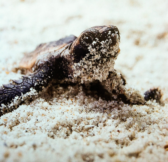 Sea turtles nest on the beach of MacArthur State Park in Florida