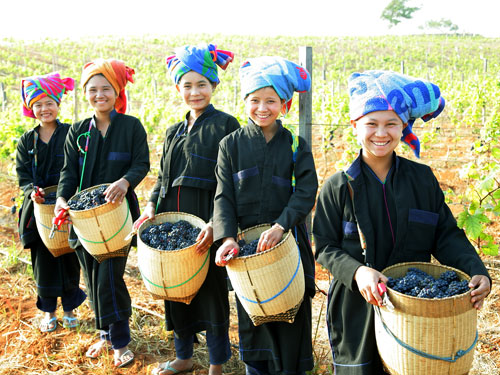 The road to wine in Myanmar