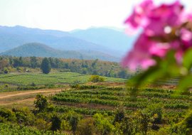 The Road to Wine in Myanmar