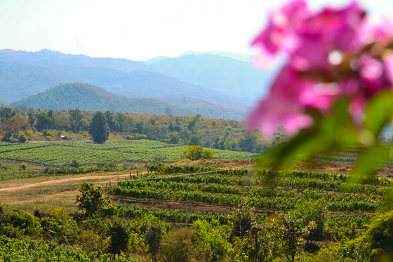 The road to wine in Myanmar