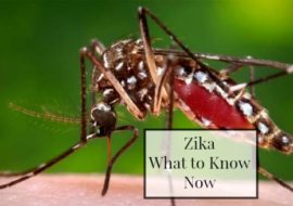 The Zika Environment-What to Know Now