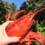 New england summer food festivals lobster
