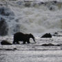 bears catching salmon in river