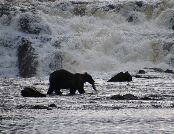 bears catching salmon in river