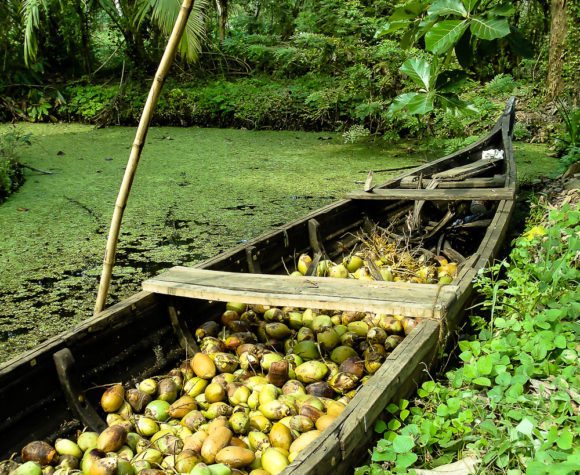 Dugout filled with coconuts from Kerala