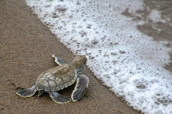 Baby loggerhead sea turtle entering the ocean