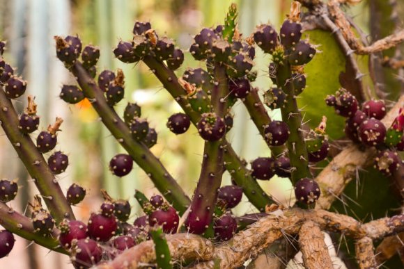 Peru's natural lipstick