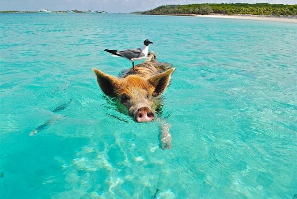 Pigs swimming in Bahamas