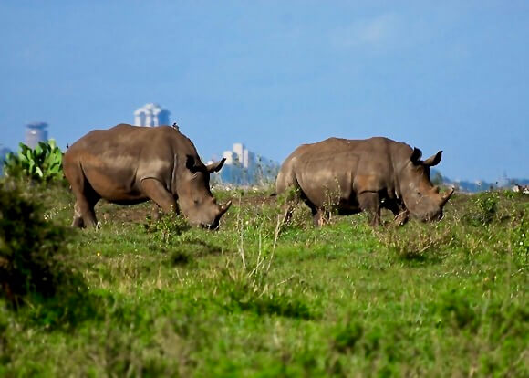 Narobi safari rhinos