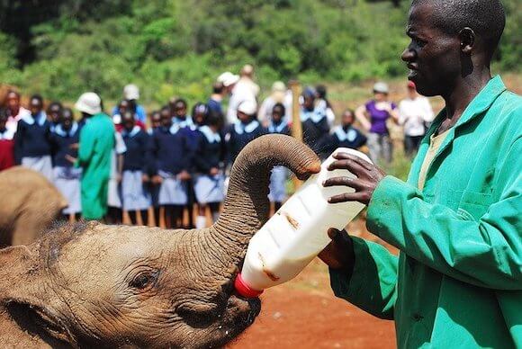 feeding baby elephant