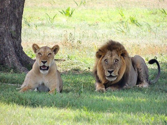 lions on safari