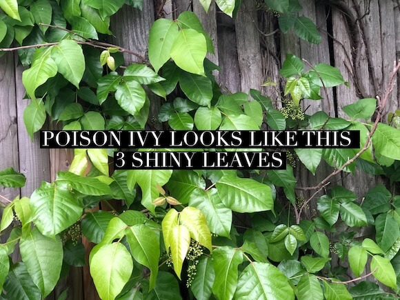 poison ivy on a fence