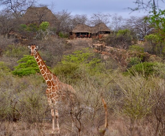 giraffe near Elsa's Kopje lodge