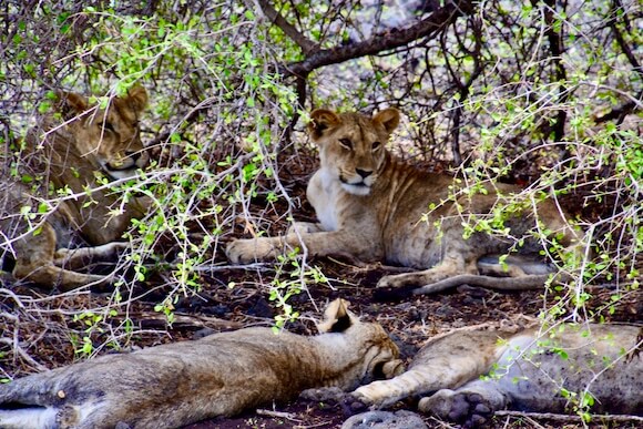 lions on Kenya safari holiday