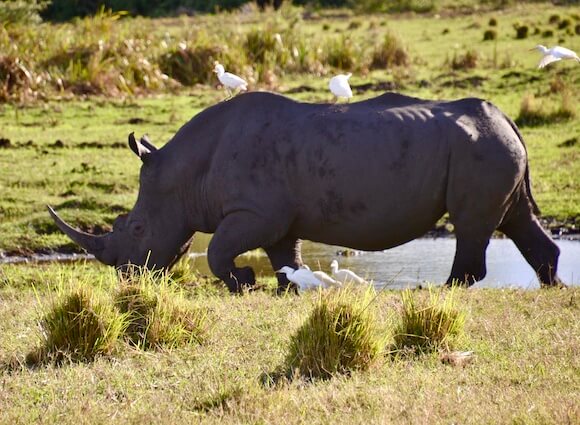 rhino with egrets in savanna