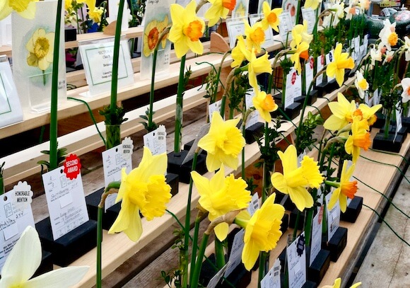 Flower specimens at Nantucket Daffodil Festival