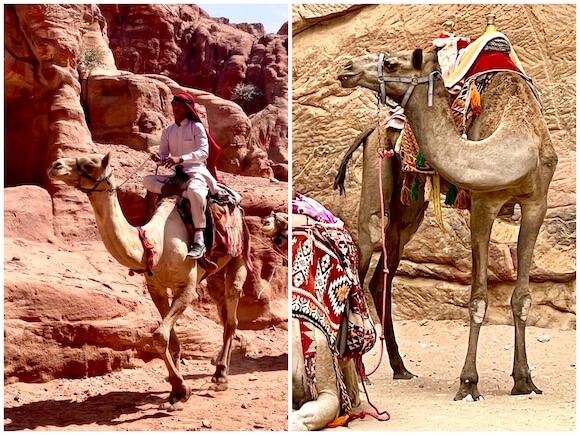 camels and rider inside Petra