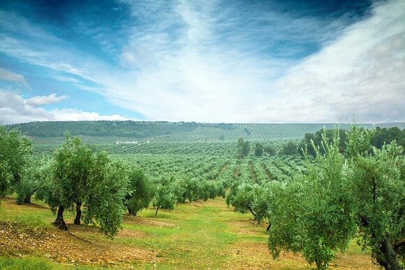 Blue sky with clouds and Olive trees in grove Cordoba, Spain