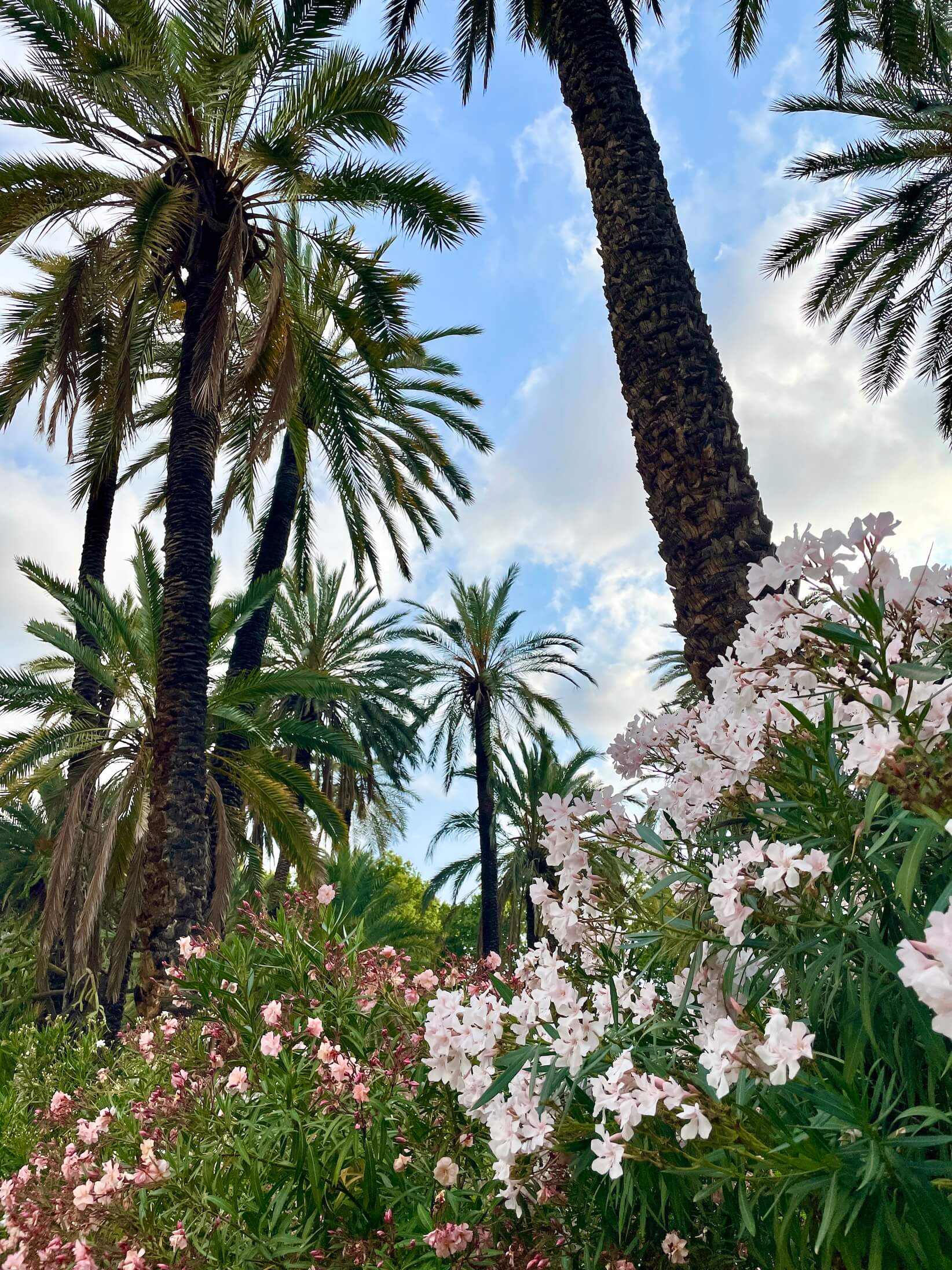 Palms and flowers against blue sky in Palermo Italy.