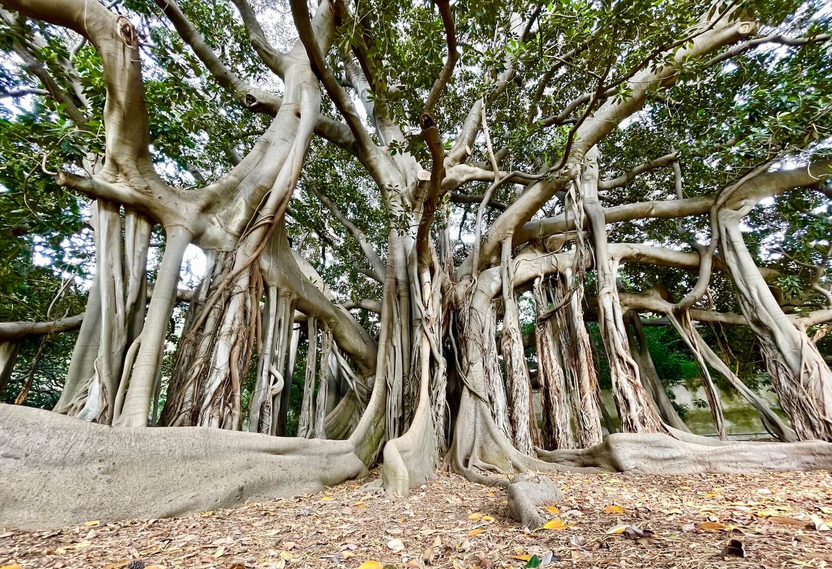 Huge canyon tree in Palermo, Italy.